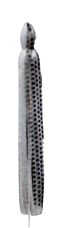 BOM SKIRTS 6"